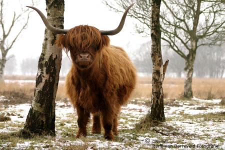 Schotse Hooglander