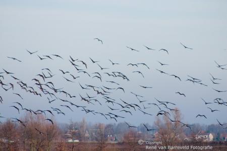 Landschap met zwerm vogels