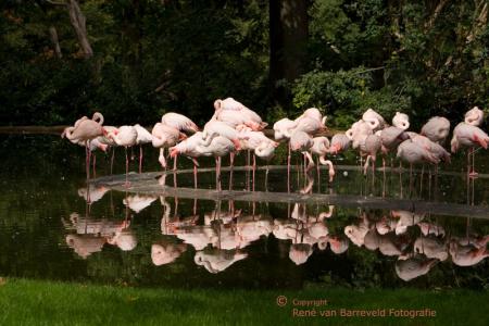 Flamingo's