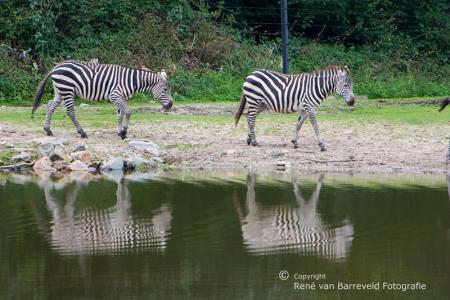 Zebra's